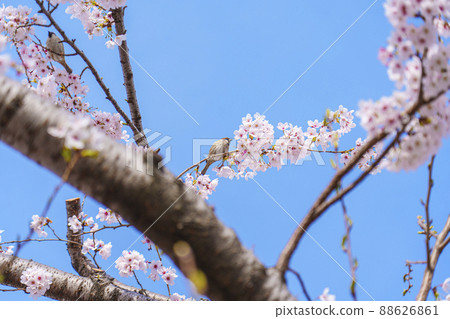 Cherry blossoms, Yoshino cherry tree, sparrow, wild bird 88626861