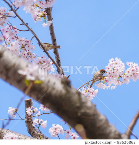 櫻花,吉野櫻花樹,麻雀,野鳥 櫻花,吉野櫻花樹,麻雀,野鳥 88626862
