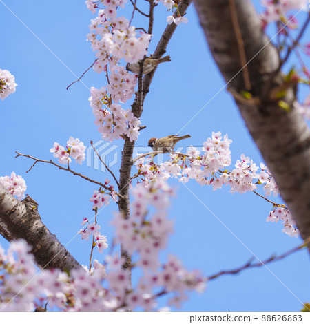 Cherry blossoms, Yoshino cherry tree, sparrow, wild bird Cherry blossoms, Yoshino cherry tree, sparrow, wild bird 88626863