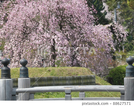 神奈川縣小田原市小田原城的櫻花 神奈川縣小田原市小田原城的櫻花 88627571