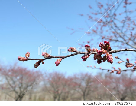 新潟縣清形公園的櫻花 新潟縣清形公園的櫻花 88627573
