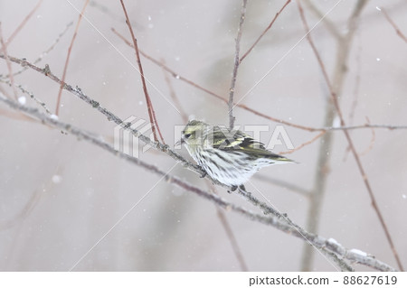 A siskin female perching on a dead tree in a light snow A siskin female perching on a dead tree in a light snow 88627619