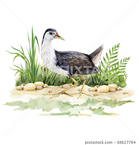 Waterhen bird on the ground. Watercolor realistic illustration. Waterhen bird on standing on the ground with green grass background. Natural wildlife image. Forest scene Waterhen bird on the ground. Watercolor realistic illustration. Waterhen bird on standing on the ground with green grass background. Natural wildlife image. Forest scene 88627764