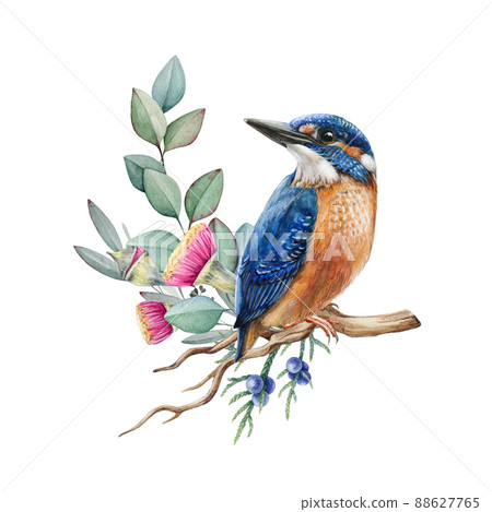 Kingfisher bird on eucalyptus branch. Watercolor illustration. Hand drawn realistic kingfisher on the branch with flowers. Watercolor wildlife bright bird Kingfisher bird on eucalyptus branch. Watercolor illustration. Hand drawn realistic kingfisher on the branch with flowers. Watercolor wildlife bright bird 88627765