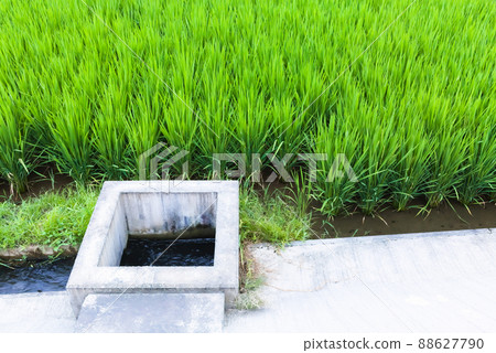 初夏生長旺盛的稻穀和水渠 88627790