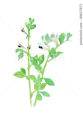 蠶豆花水彩插圖 蠶豆花水彩插圖 88627871