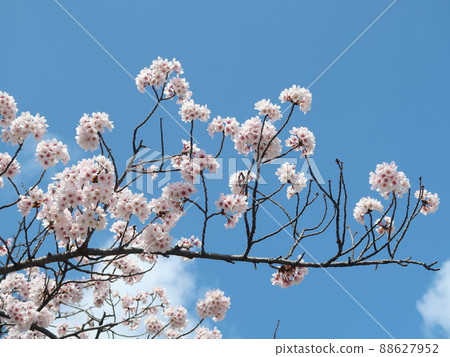 櫻花素材 88627952