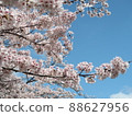 櫻花素材 88627956