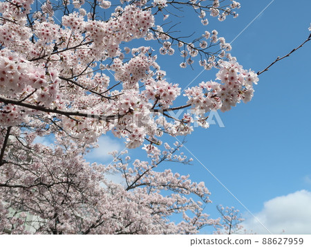 櫻花素材 88627959