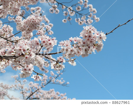 櫻花素材 88627961