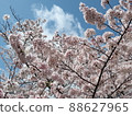 櫻花素材 88627965