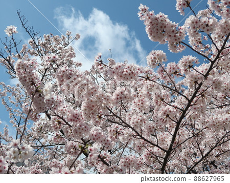 櫻花素材 88627965