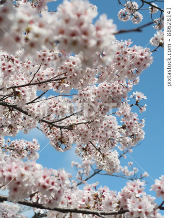 櫻花素材 88628141