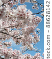 櫻花素材 88628142