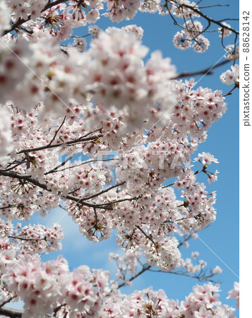 櫻花素材 88628142