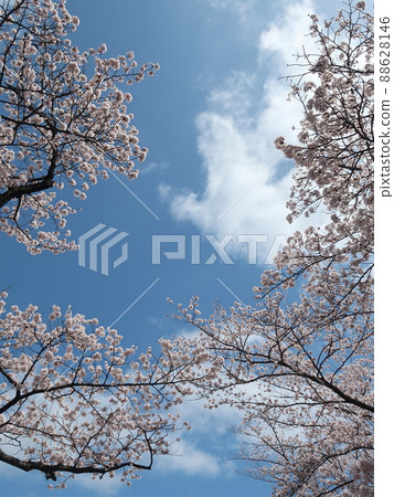 櫻花素材 88628146