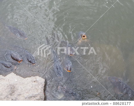 想吃東西的魚 想吃東西的魚 88628177