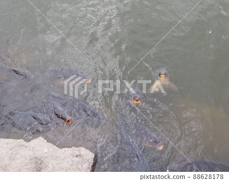 想吃東西的魚 想吃東西的魚 88628178
