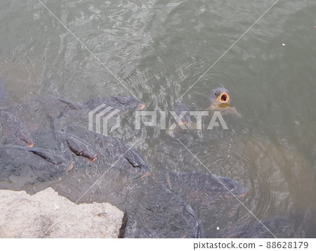 想吃東西的魚 想吃東西的魚 88628179