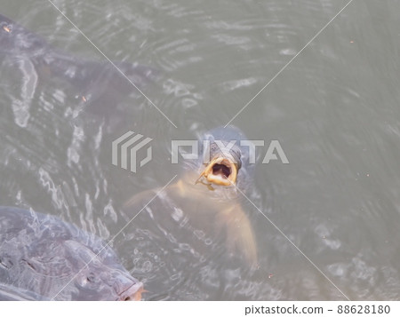 想吃東西的魚 想吃東西的魚 88628180