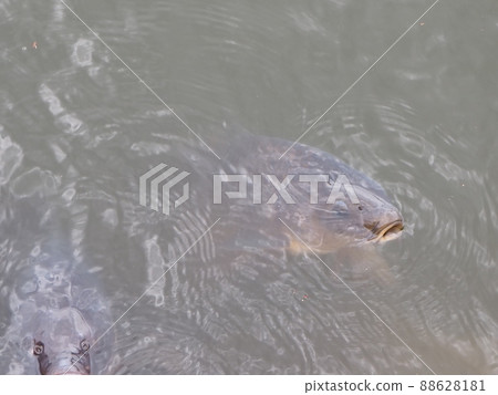想吃東西的魚 想吃東西的魚 88628181