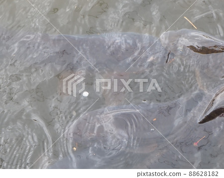 想吃東西的魚 想吃東西的魚 88628182