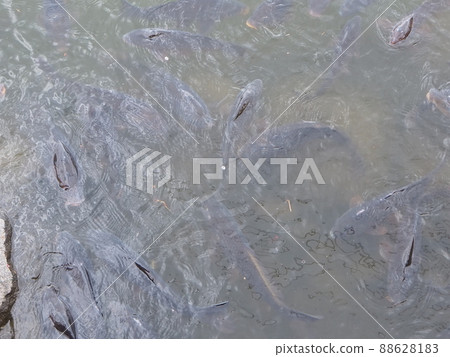 想吃東西的魚 想吃東西的魚 88628183