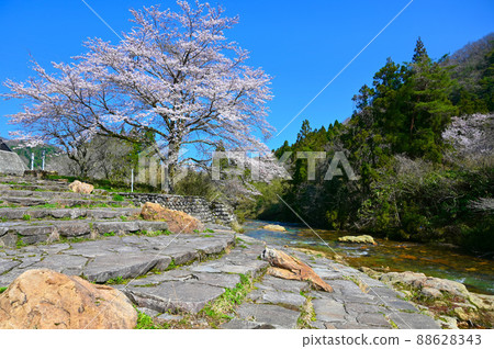 Gotani River Nunohashima Sakura Komatsu City Gotani River Nunohashima Sakura Komatsu City 88628343
