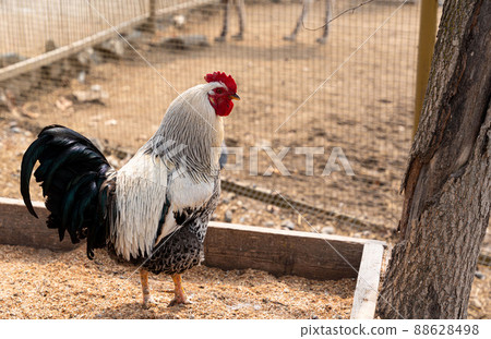 A beautiful rooster standing on the grass on a blurred green nature background. Rooster of the zodiac year. Year of the rooster. 88628498