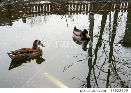 Wild ducks resting on lake shore. Birdwatching concept 88628509
