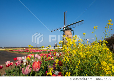Tulips and rape blossoms in Sakura Furusato Square 88628599