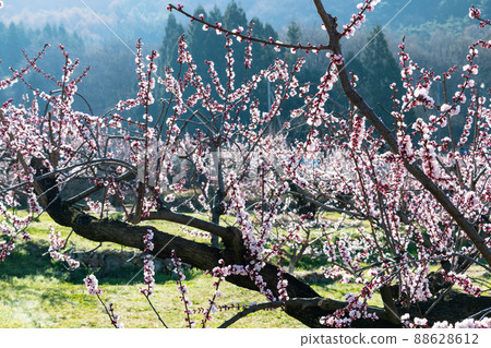 Light red apricot flowers bloom toward the blue sky in the morning sun 88628612