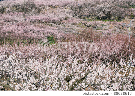 Anzu-no-sato, a stunning pink flower competition of 100,000 at a glance 88628613