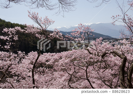 Takatookohiganzakura in the first full bloom of the world that shines in the sunlight Snow still remains in the mountains of the Central Alps Takatookohiganzakura in the first full bloom of the world that shines in the sunlight Snow still remains in the mountains of the Central Alps 88628623