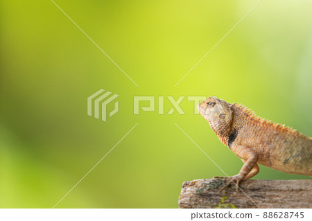 Small tropical Chameleon close up with copyspace. Small tropical Chameleon close up with copyspace. 88628745