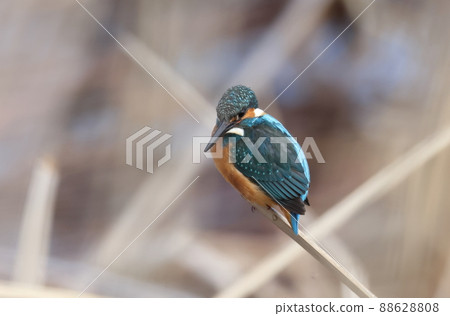 瞄準魚的翠鳥 88628808