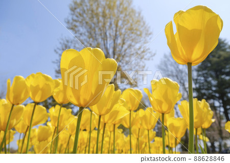 Tulip flowers in early summer Tulip flowers in early summer 88628846