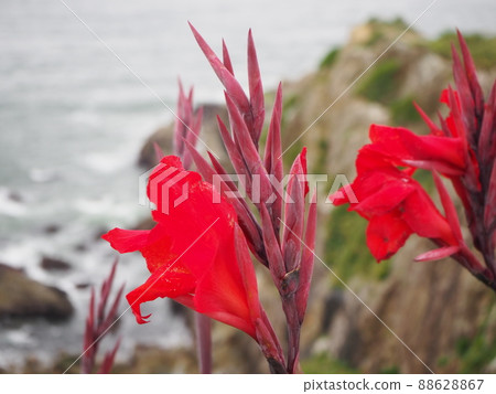 Inubōsaki landscape and flowers Inubōsaki landscape and flowers 88628867
