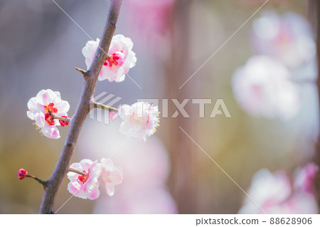 Haishi公園的Meishi Haishi公園的Meishi 88628906