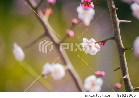 Haishi公園的Meishi 88628909