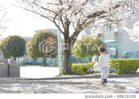 Back view of a boy walking in a park with beautiful cherry blossoms Back view of a boy walking in a park with beautiful cherry blossoms 88629108