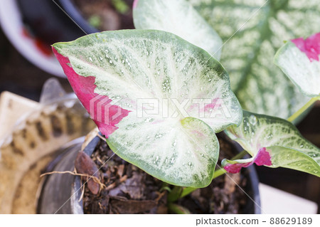 Caladium bicolor leaves in the garden 88629189