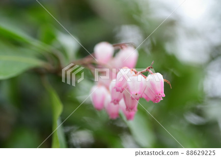 Spring flowers Pink Japanese andromeda flowers (Saitama Prefecture / March) 88629225