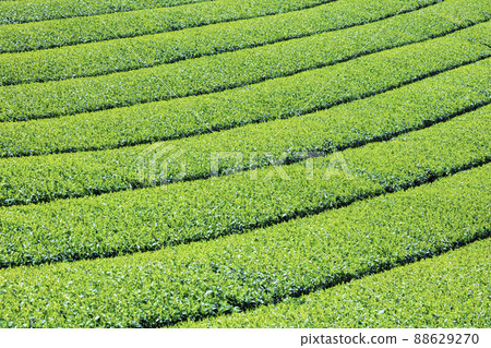 Beautiful Yame Chuo Tea Garden, a tea-producing region that represents Fukuoka Prefecture 88629270