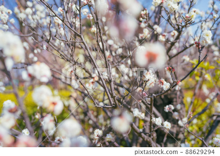 Haishi公園的Meishi 88629294