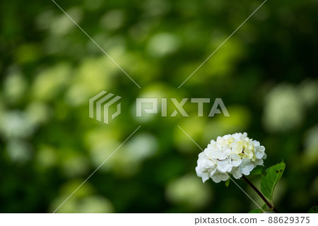 Flowers that bloom in time with the rainy season in June Hydrangea / 88629375
