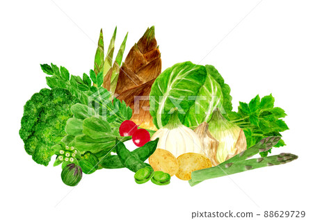 Hand drawn watercolor spring vegetable illustration 88629729