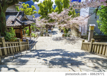 浪速神社 (Kozu Shrine) 表參道 2021 年 3 月櫻花春天 浪速神社 (Kozu Shrine) 表參道 2021 年 3 月櫻花春天 88629771