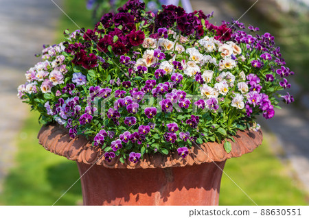 Viola group planting Rosa & Berry Tawada 88630551