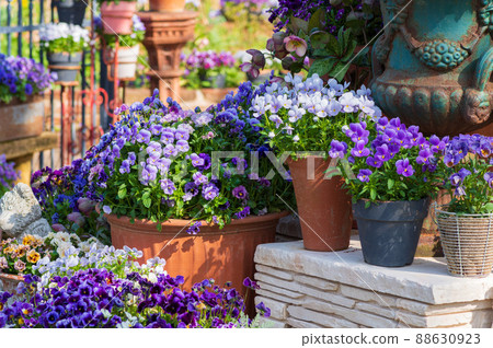 Rosa & Berry Tawada Viola group planting 88630923